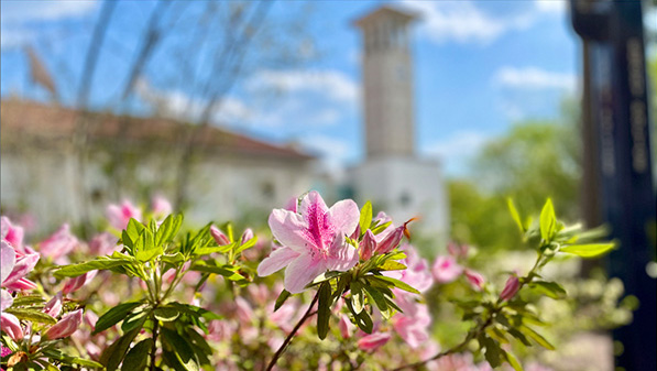 Flowers on the Atlanta campus
